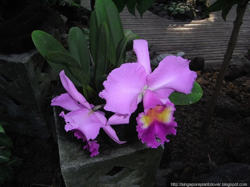Singapore Orchid
